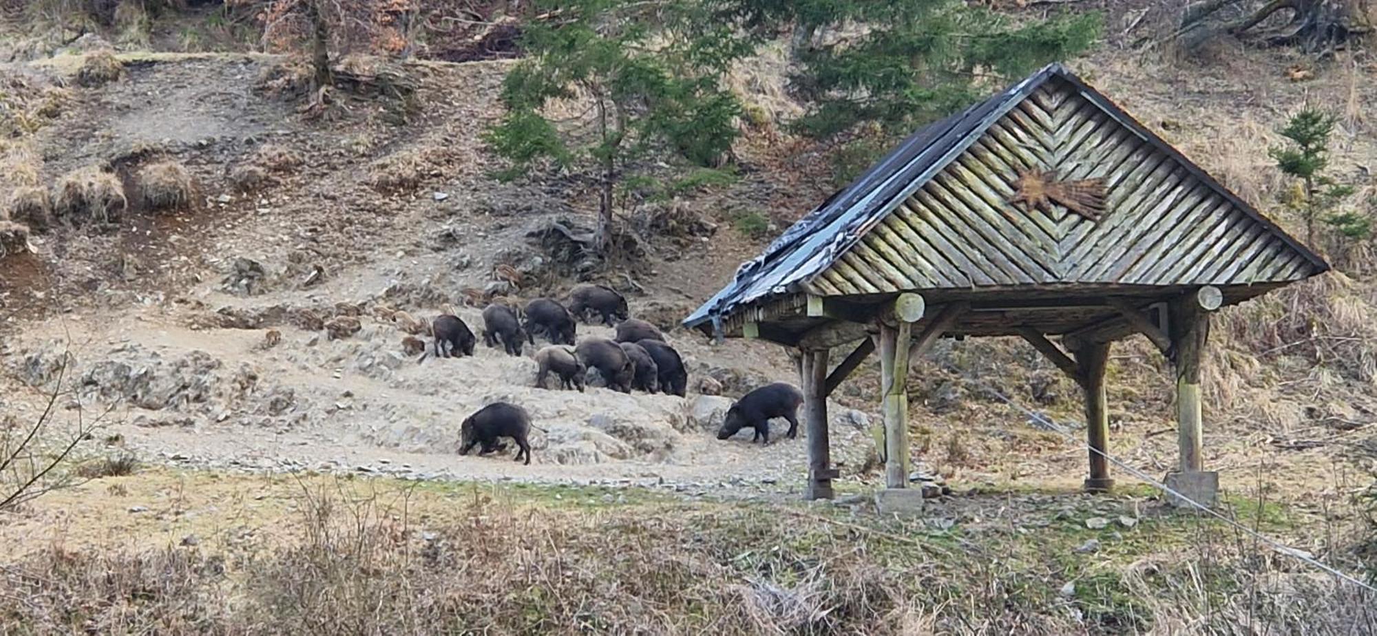 Ferienwohnung Schwarzer Hirsch Wieda Eksteriør bilde